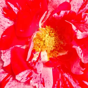 Růže eshop - Floribunda - růžová - bílá - diskrétní - Delstrobla - (80-100 cm)
