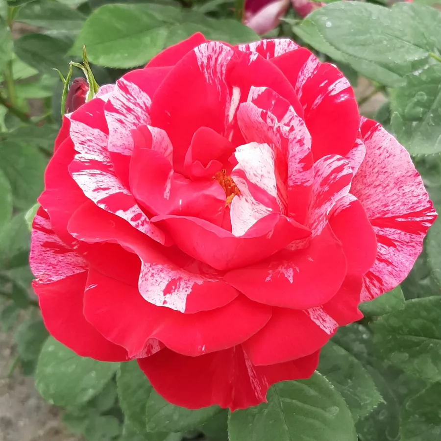 Różowy - biały - Róża - Delstrobla - 
