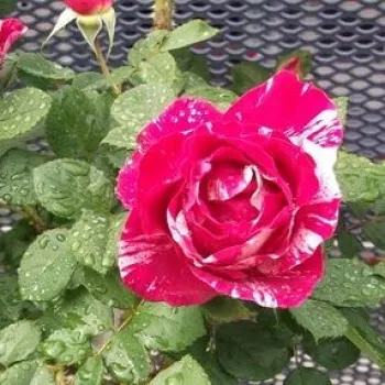 Rosa Delstrobla - roz - alb - trandafiri pomisor - Trandafir copac cu trunchi înalt – cu flori în buchet