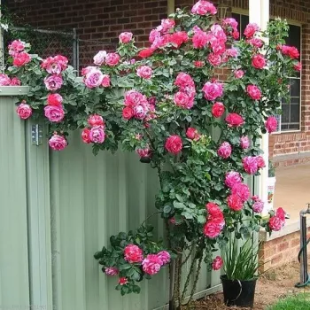 Rosa - blanco - Árbol de Rosas Floribunda - rosal de pie alto- forma de corona tupida