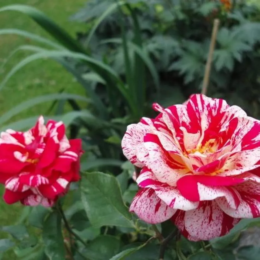 Rose - blanc - Rosier - Delstrobla - rosier en ligne pépinières