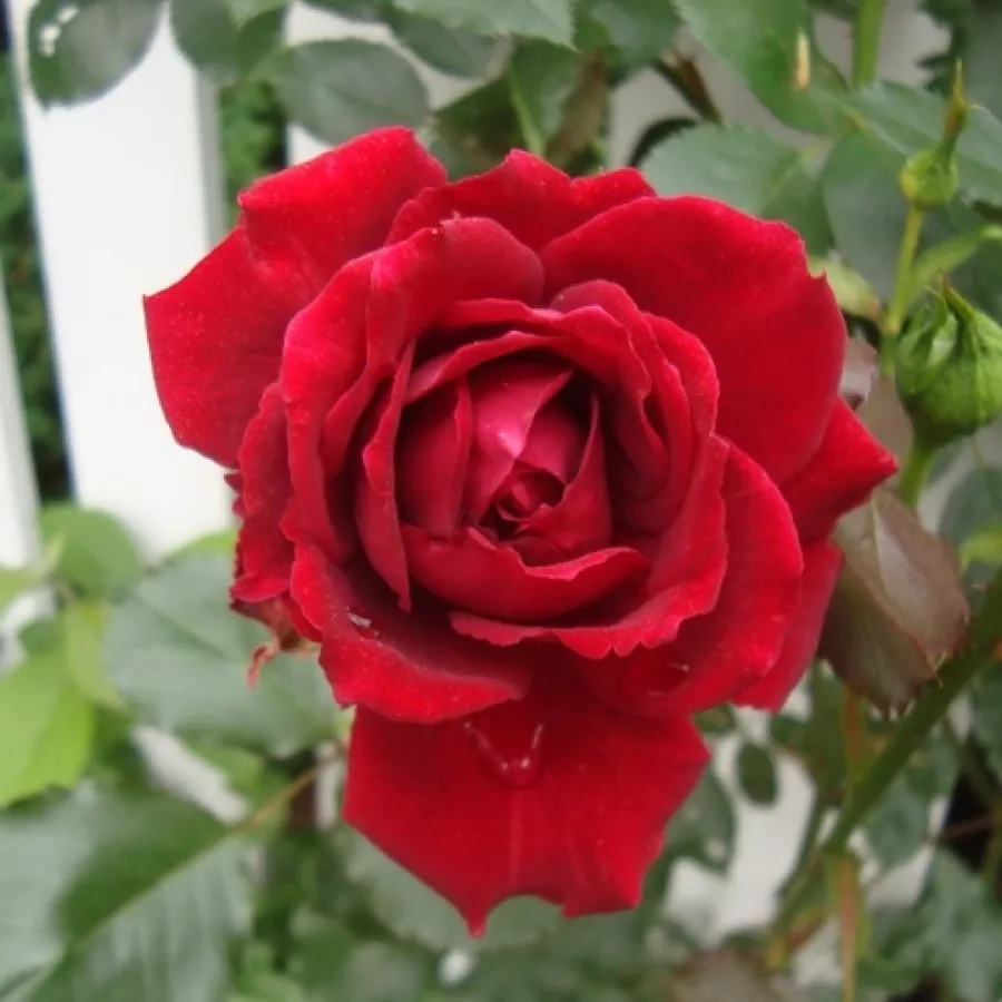 Climber, popínavá ruža - Ruža - Demokracie™ - Ruže - online - koupit