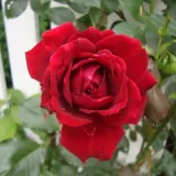 Ruža puzavica - crvena - bez mirisna ruža - Rosa Demokracie™ - Narudžba ruža