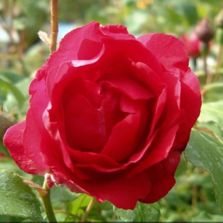 Roșu - Trandafiri - Demokracie™ - Trandafiri online
