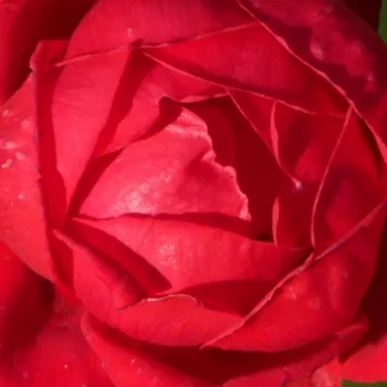 Rosen Gärtnerei - kletterrosen - rot - Rosa Demokracie™ - duftlos - Jan Böhm - Gruppenweise blühend, mit schönen Farben, geeignet zum Hochranken an Pergola.