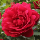 Crvena - ruže stablašice - Rosa Demokracie™ - bez mirisna ruža
