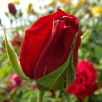 Rosa Demokracie™ - rojo - árbol de rosas de flores en grupo - rosal de pie alto