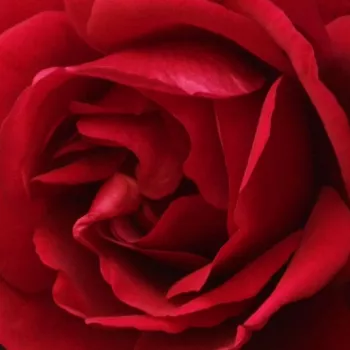 Rosa Demokracie™ - fără parfum - Trandafir copac cu trunchi înalt - cu flori în buchet - roșu - Jan Böhm - coroană curgătoare - Înflorește grupat, în culori frumoase, ideal pentru acoperirea pergolelor