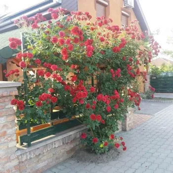 Rouge foncé - Fleurs groupées en bouquet - rosier à haute tige - retombant