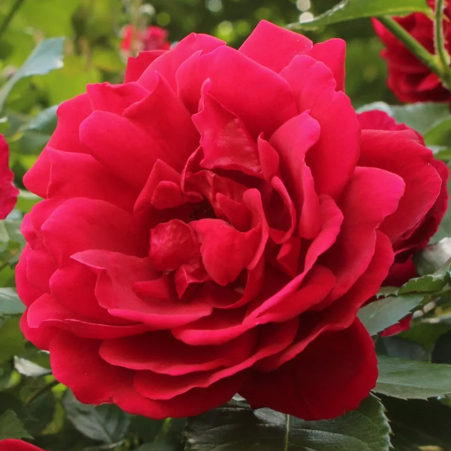 Fără parfum - Trandafiri - Demokracie™ - comanda trandafiri online