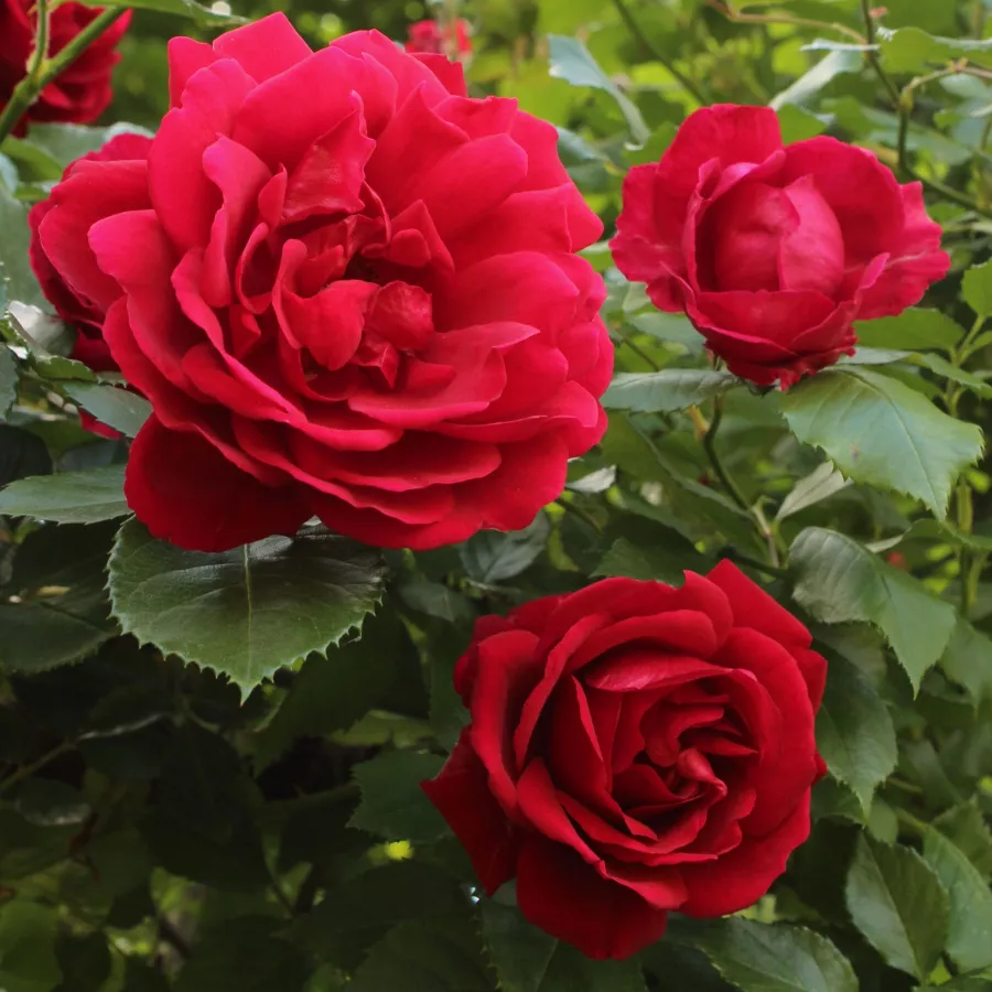 Róża pnąca climber - Róża - Demokracie™ - róże sklep internetowy