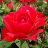 Vörös - törpe - mini rózsa - Online rózsa vásárlás - Rosa Detroit™ - diszkrét illatú rózsa - szegfűszeg aromájú