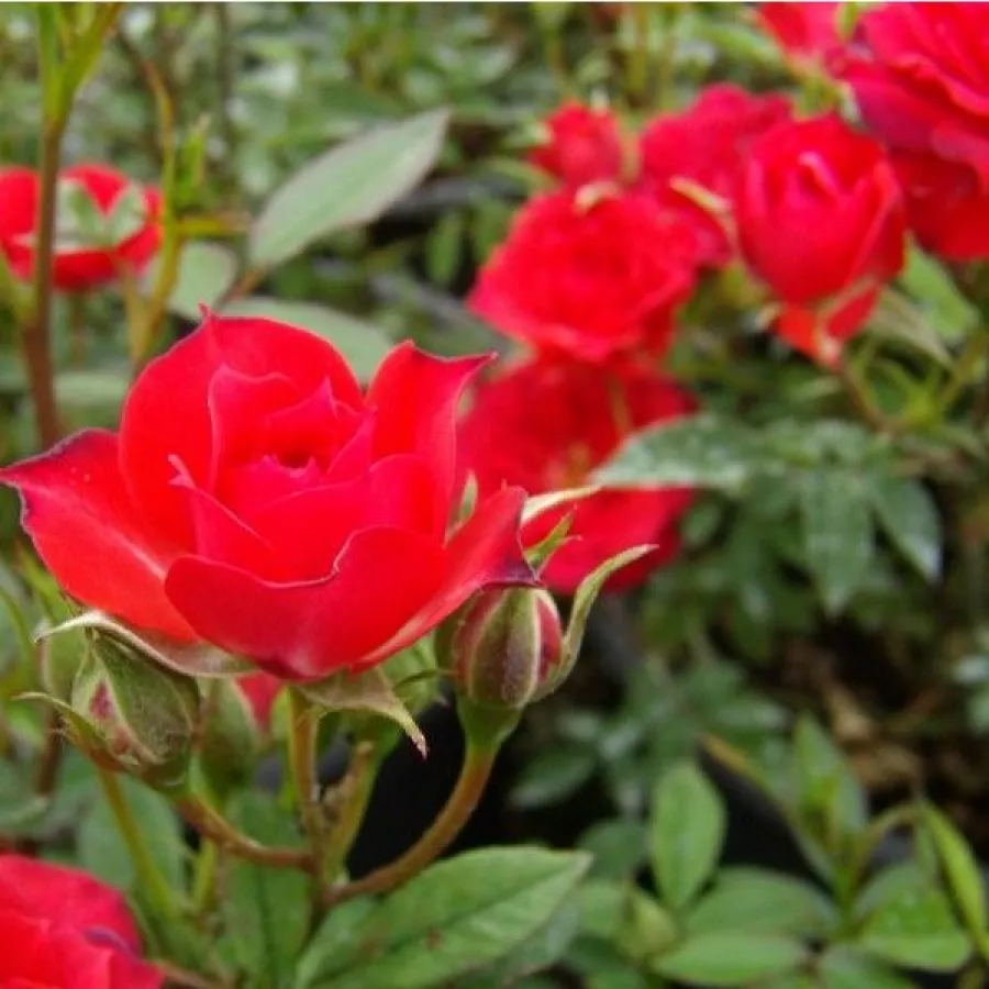 Czerwony - Róża - Detroit™ - Szkółka Róż Rozaria