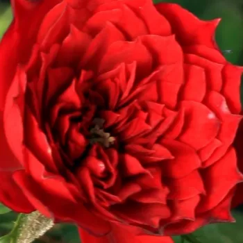 Ruže - eshop  - trpasličia, mini ruža - červený - mierna vôňa ruží - klinčeková aróma - Detroit™ - (20-40 cm)
