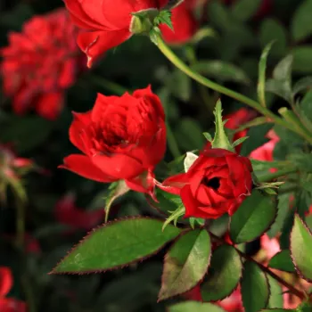 Rosa Detroit™ - roșu - trandafiri pomisor - Trandafir copac cu trunchi înalt – cu flori mărunți