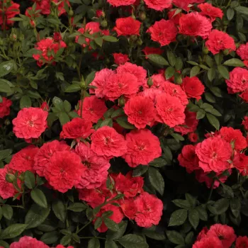 Rouge foncé - Petites fleurs -  rosier à haute tige - compact