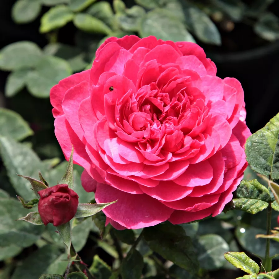 Rosso - Rosa - Diablotin - Produzione e vendita on line di rose da giardino
