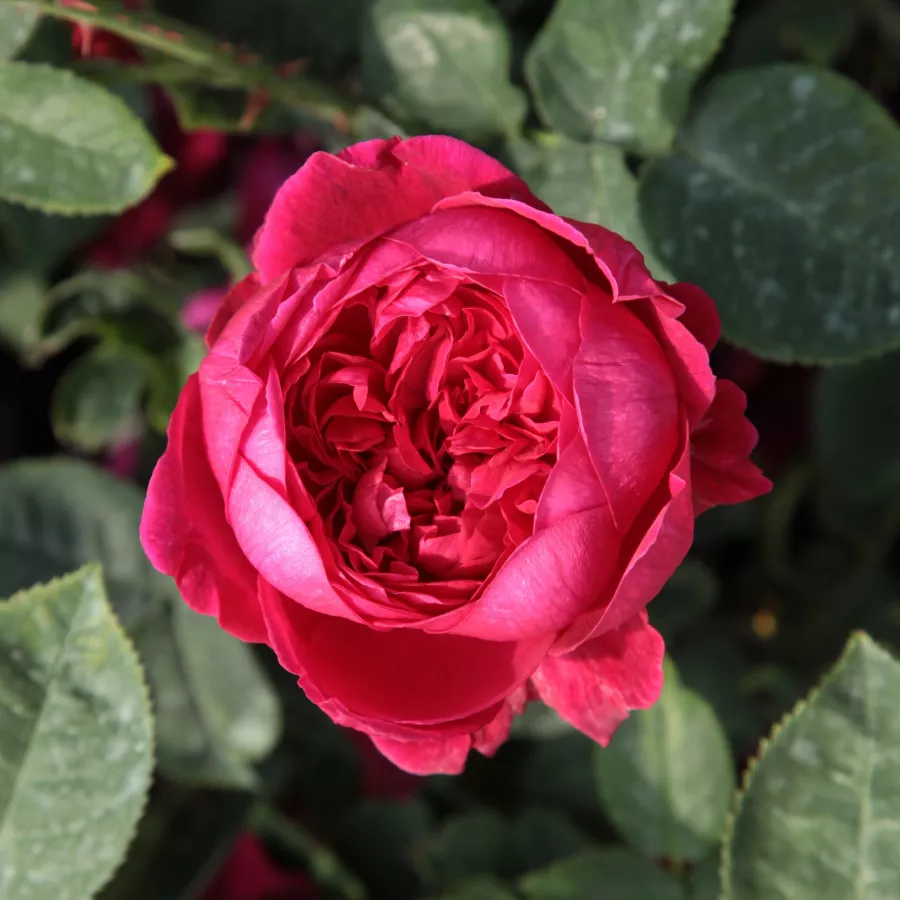 Róża bez zapachu - Róża - Diablotin - Szkółka Róż Rozaria