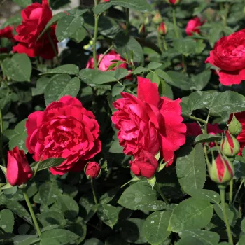 Červená - stromkové růže - Stromkové růže, květy kvetou ve skupinkách