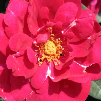 Rózsa kertészet - vörös - csokros virágú - magastörzsű rózsafa - Diablotin - nem illatos rózsa