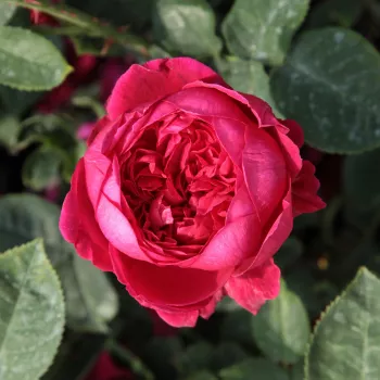 Rosa Diablotin - bordová - stromkové růže - Stromkové růže, květy kvetou ve skupinkách