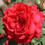Vörös - nem illatos rózsa - Online rózsa vásárlás - Rosa Diablotin - virágágyi floribunda rózsa