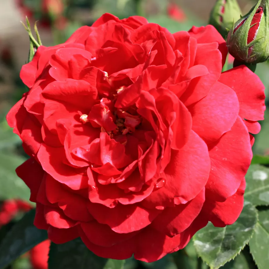 Virágágyi floribunda rózsa - Rózsa - Diablotin - online rózsa vásárlás