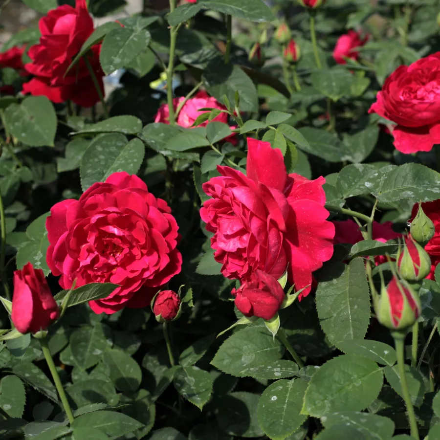 MNOGOCVETNE (GREDNE) VRTNICE - Roza - Diablotin - vrtnice - proizvodnja in spletna prodaja sadik