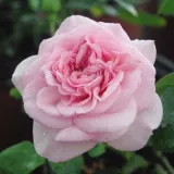 Rózsaszín - nosztalgia rózsa - Online rózsa vásárlás - Rosa Diadal™ - diszkrét illatú rózsa - alma aromájú