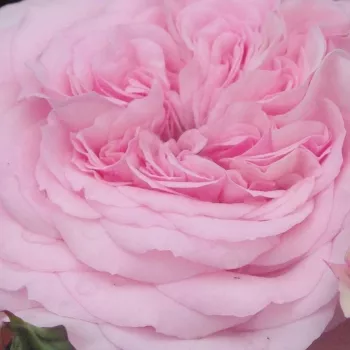 Online rózsa vásárlás - rózsaszín - nosztalgia rózsa - Diadal™ - diszkrét illatú rózsa - alma aromájú - (100-150 cm)