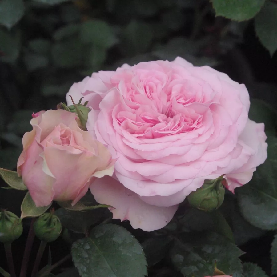 Rózsaszín - Rózsa - Diadal™ - Online rózsa rendelés