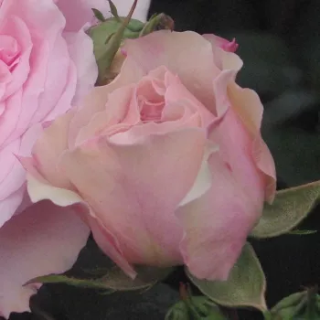 Rosa Diadal™ - różowy - róża pienna - Róże pienne - z kwiatami róży angielskiej