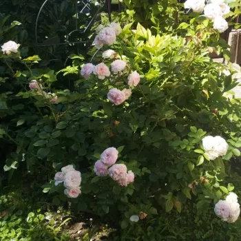 Világos rózsaszín - angolrózsa virágú- magastörzsű rózsafa  - diszkrét illatú rózsa - alma aromájú