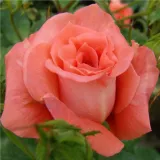 Virágágyi floribunda rózsa - narancssárga - diszkrét illatú rózsa - alma aromájú - Rosa Diamant® - Online rózsa rendelés