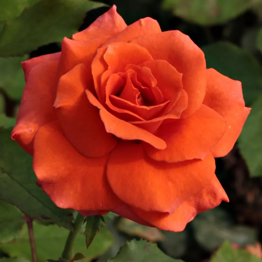 Pomarańczowy - Róża - Diamant® - Szkółka Róż Rozaria