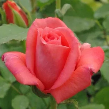 Rosa Diamant® - oranžový - záhonová ruža - floribunda