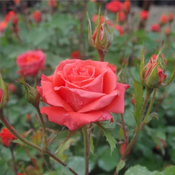 Pomarańczowo-czerwony - róża pienna - Róże pienne - z kwiatami bukietowymi