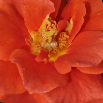 Ruže - eshop  - oranžový - stromčekové ruže - Stromkové ruže, kvety kvitnú v skupinkách - Diamant® - mierna vôňa ruží - aróma jabĺk