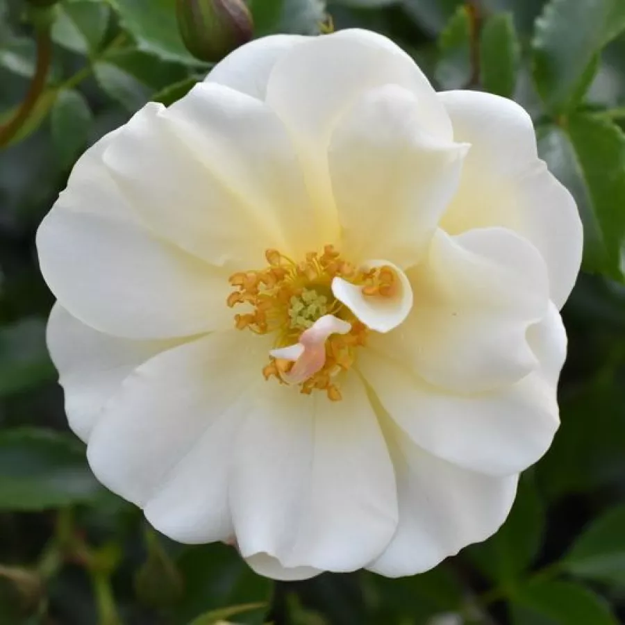 Talajtakaró rózsa - Rózsa - Diamant® - Online rózsa rendelés