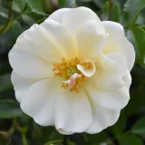Pokrovne vrtnice - bela - Vrtnica brez vonja - Rosa Diamant® - Na spletni nakup vrtnice