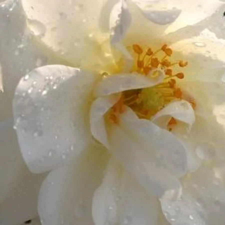 Ground cover, Shrub - Rosa - Diamant® - Comprar rosales online