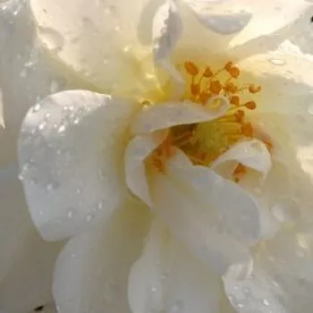 Online rózsa rendelés  - talajtakaró rózsa - fehér - nem illatos rózsa - Diamant® - (60-90 cm)