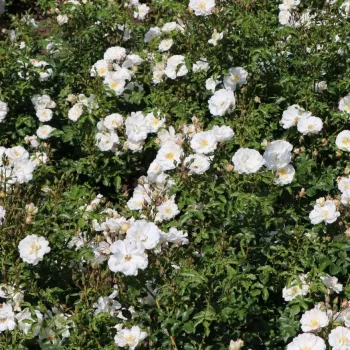 Blanco - Árbol de Rosas Flor Simple - rosal de pie alto- froma de corona llorona