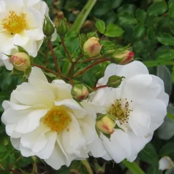 Rosa Diamant® - fehér - szimpla virágú - magastörzsű rózsafa