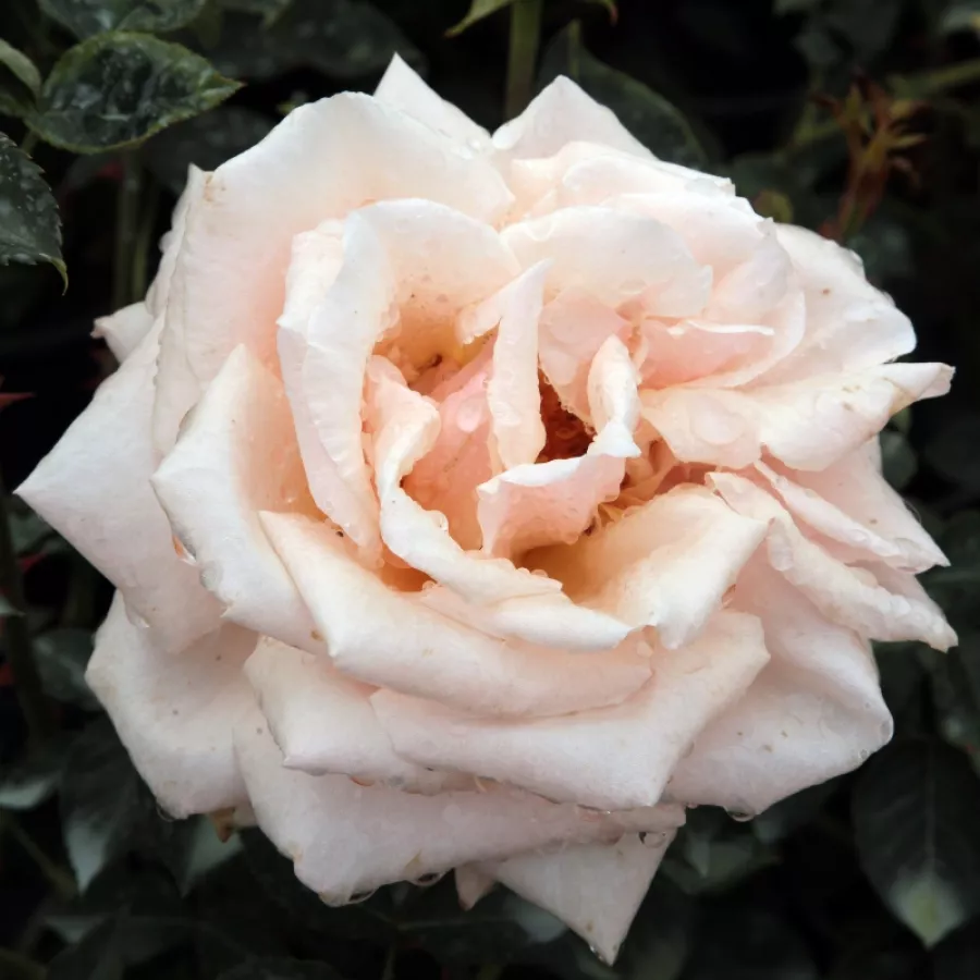 Róża wielkokwiatowa - Hybrid Tea - Róża - Diamond Jubilee - Szkółka Róż Rozaria