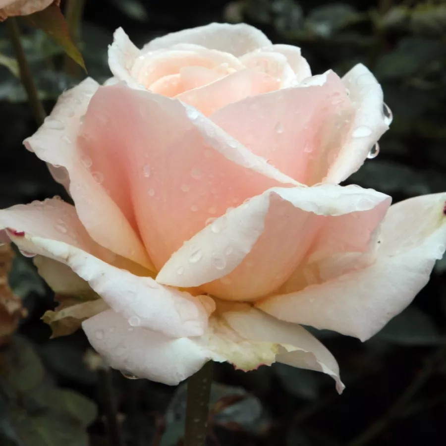 Sárga - Rózsa - Diamond Jubilee - Online rózsa rendelés