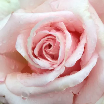 Róże ogrodowe - róża wielkokwiatowa - Hybrid Tea - żółty - róża z dyskretnym zapachem - Diamond Jubilee - (90-130 cm)