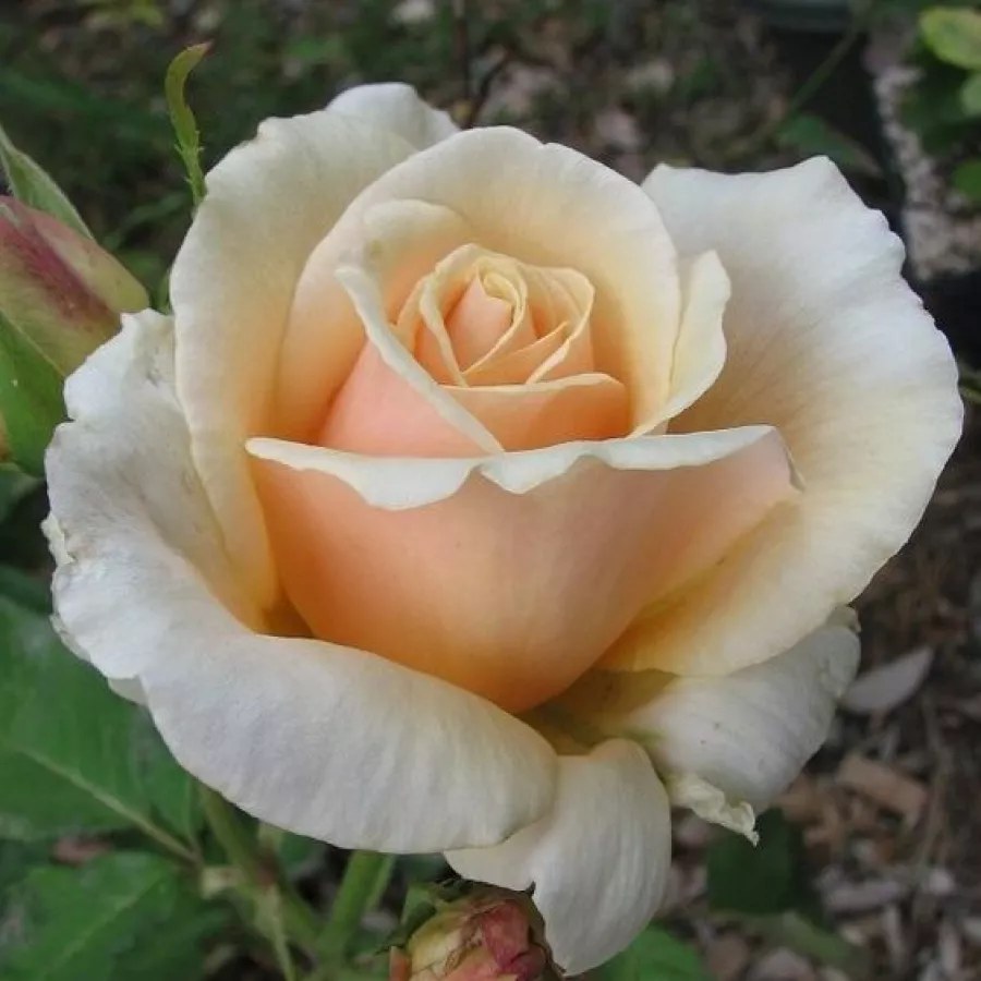Trandafiri pomisor - Trandafir copac cu trunchi înalt – cu flori teahibrid - Trandafiri - Diamond Jubilee - 