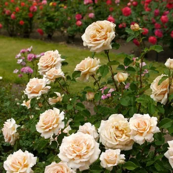 Galben deschis - trandafiri pomisor - Trandafir copac cu trunchi înalt – cu flori teahibrid