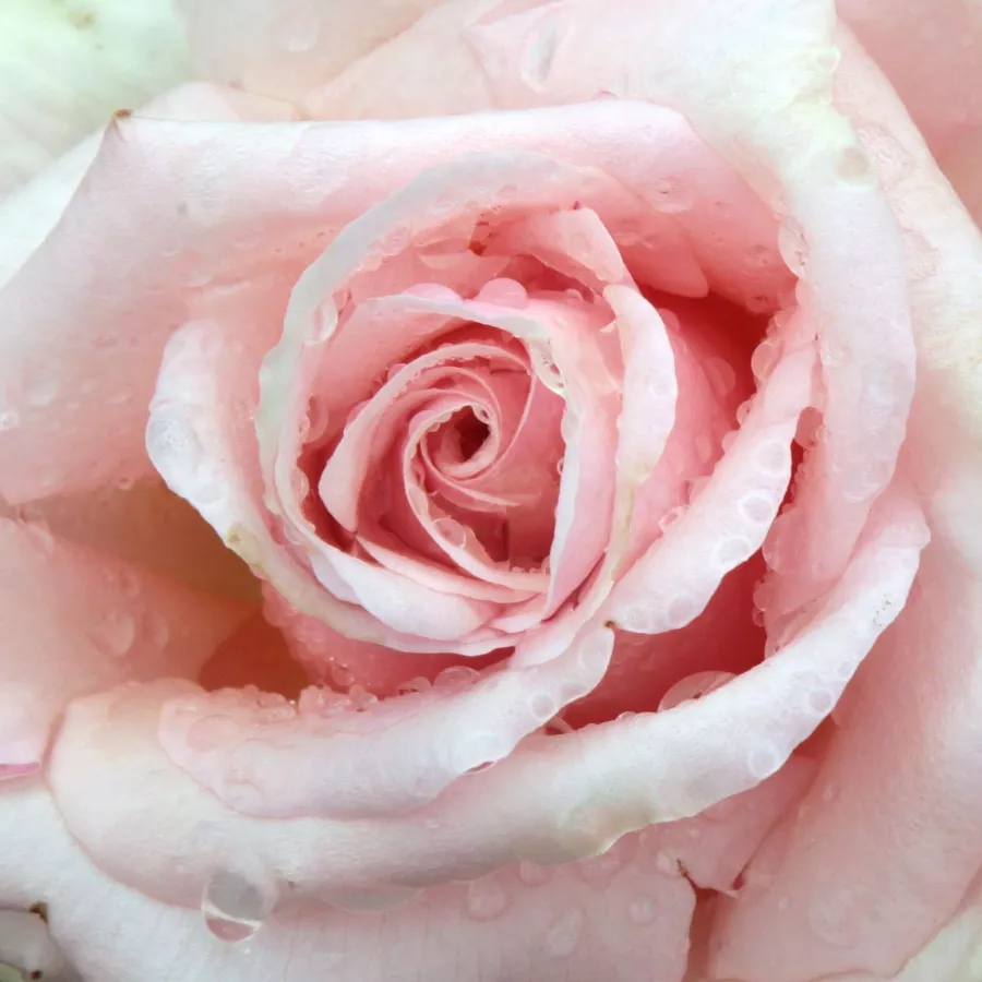 Solitaria - Rosa - Diamond Jubilee - rosal de pie alto